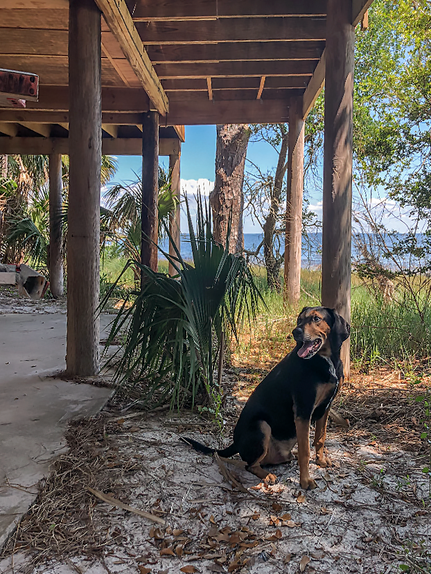 This cabbage palm is sprouting underneath a deck. It may take a while, but once it begins to cause problems this will be a stout tree with a large trunk that requires a chainsaw to remove. At this size, it can be dug up by hand and transplanted to a better location, if desired.