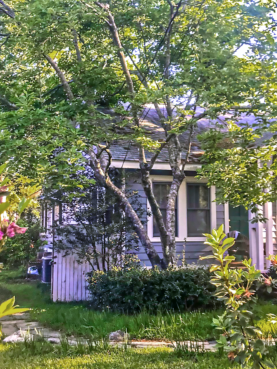 This tree is so close to the house that it contacts the roof when the wind blows. Also, if you look closely, you can see that the utility lines connected to the house are in the canopy of the tree.
