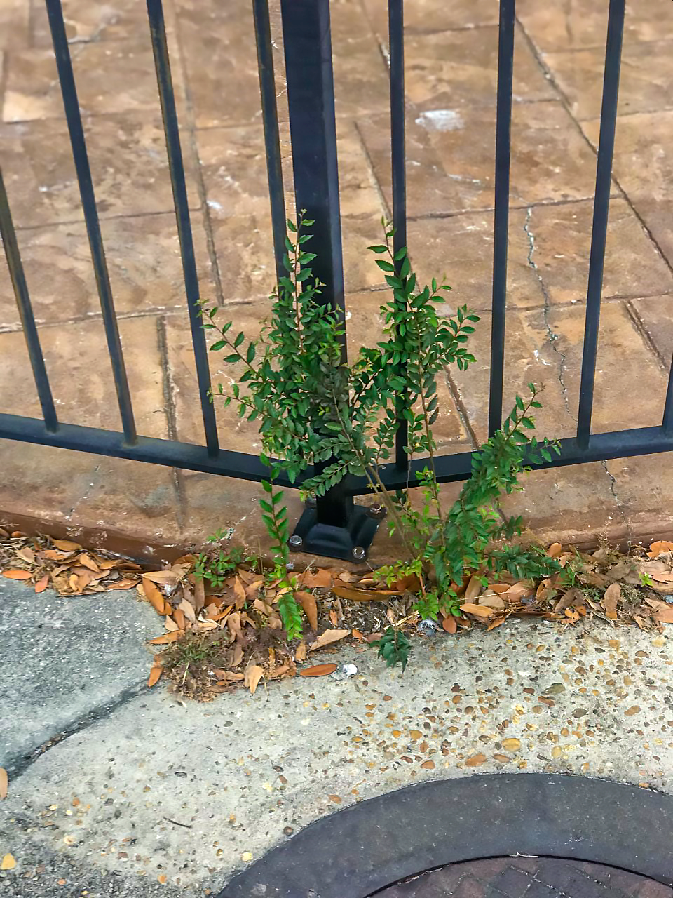 Here an elm seedling will disrupt pavement, pavers and a fence as it grows.