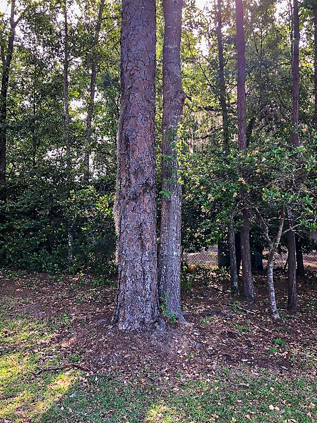 This water oak is growing out of a planted hedge next to a fence.