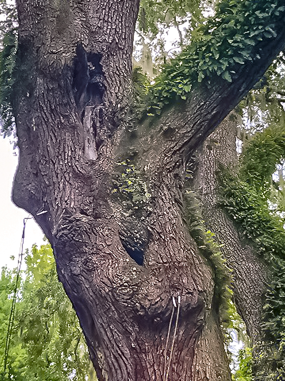 This branch has a cavity that may contain extensive decay.