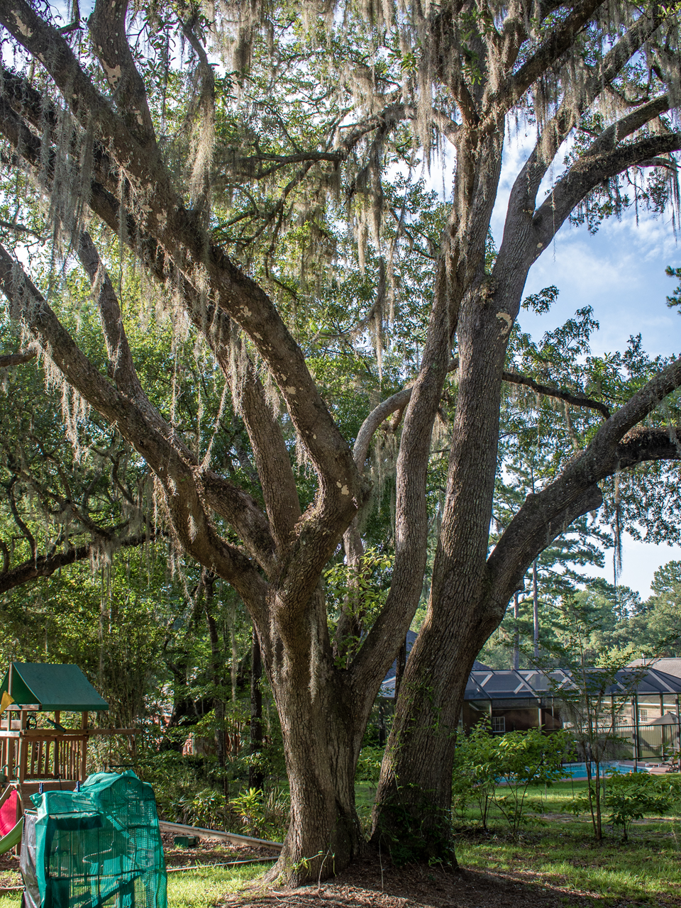 This tree was pruned for storm resilience. Weak and poorly formed branches were removed and now wind will be distributed throughout the canopy.