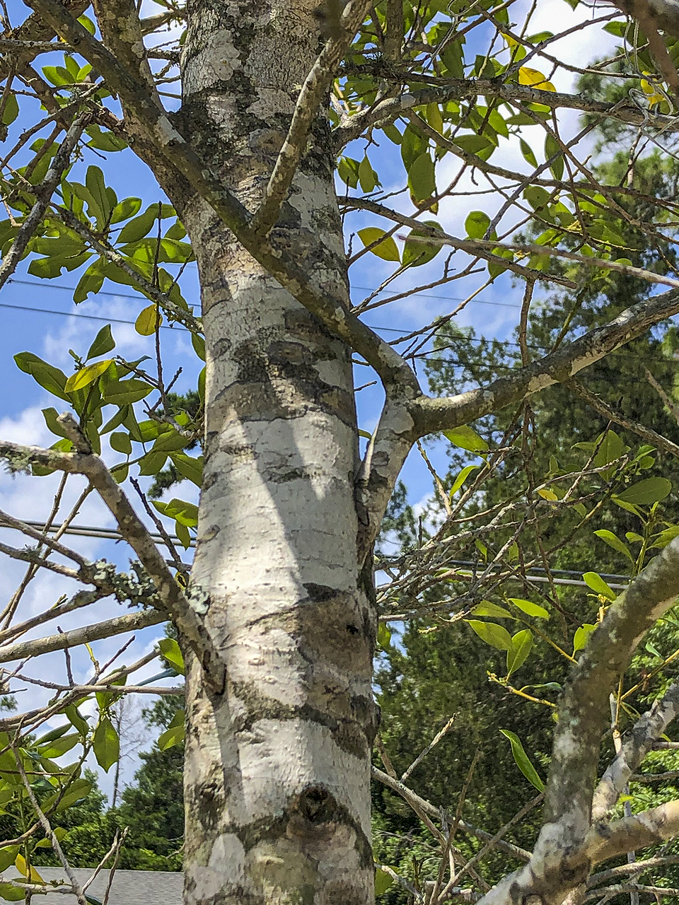 The branch angle on this East Palatka holly is  much too narrow.  There is not enough  space to allow both the trunk and branch to expand. Additionally, this branch  is crossing back toward the trunk, creating more opportunity to contact the  trunk and create included bark.