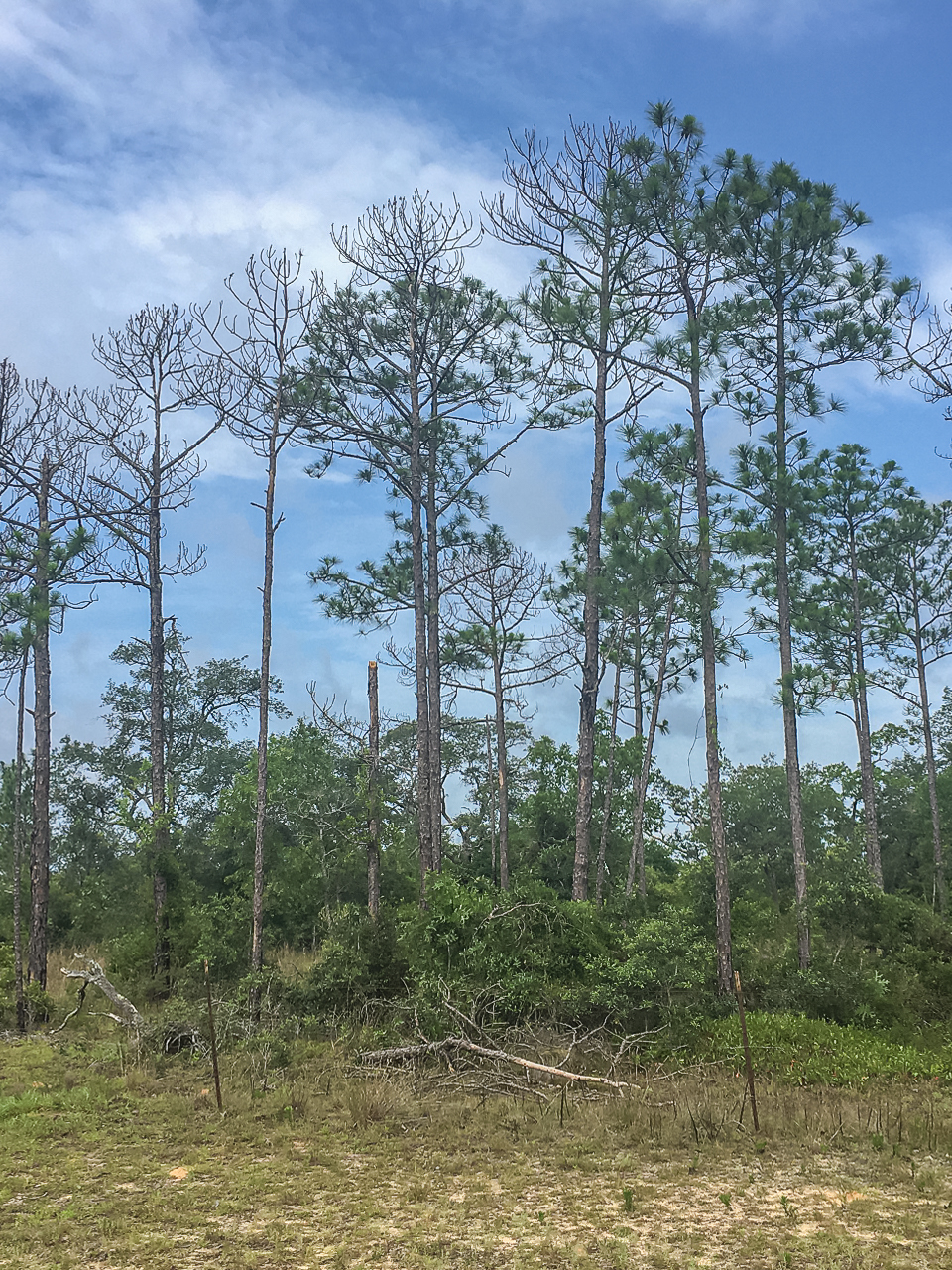 These pines grew tall and straight with most of the branches toward the top where they would receive the most sunlight. Trees with this type of structure may be very vulnerable to high winds, and some of these trees may have died due to hurricane damage.