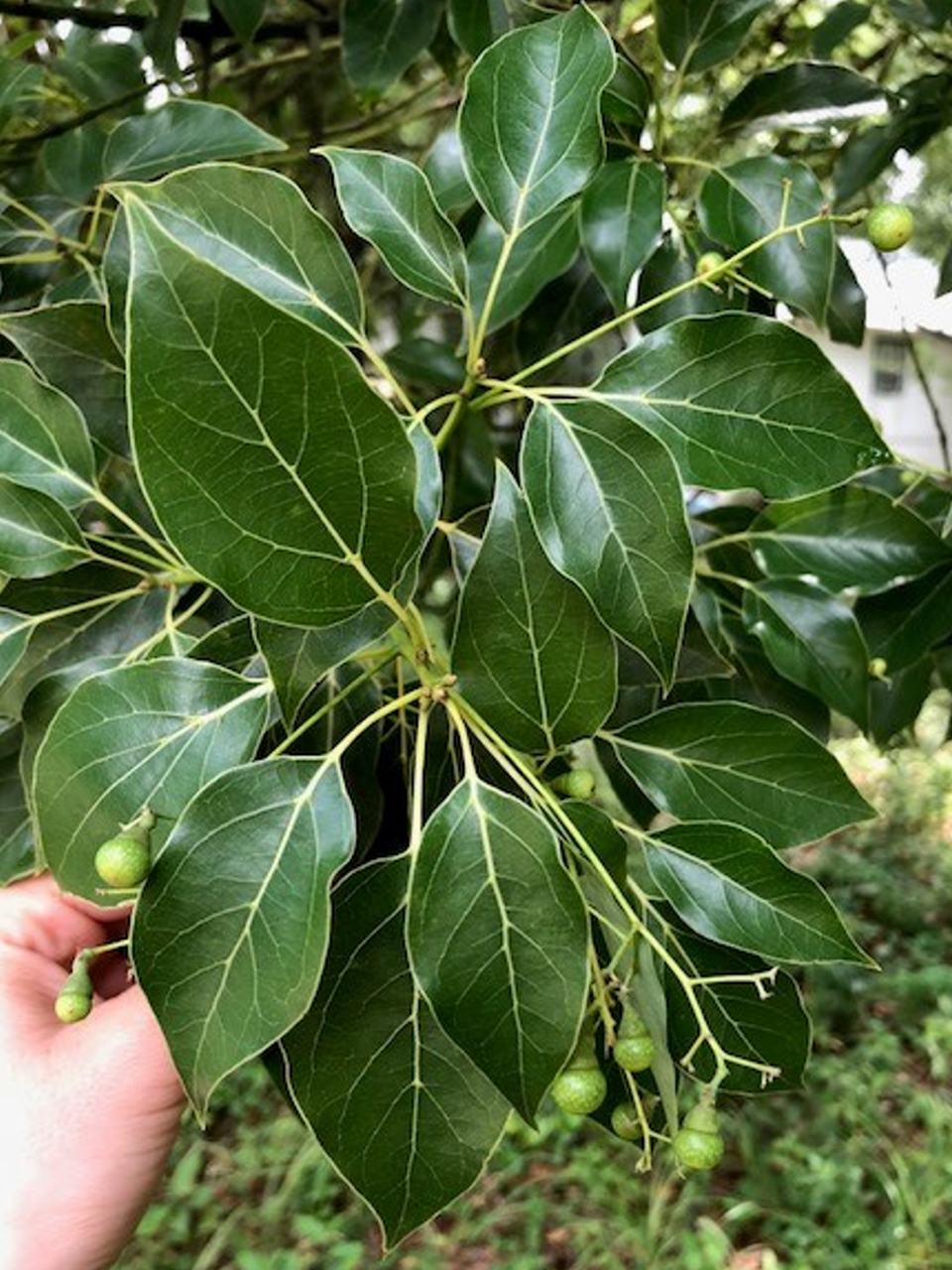 Camphor (Cinnamomum camphora)