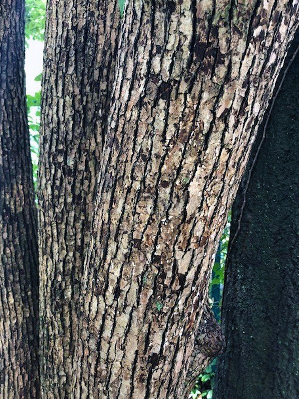 Camphor (Cinnamomum camphora)