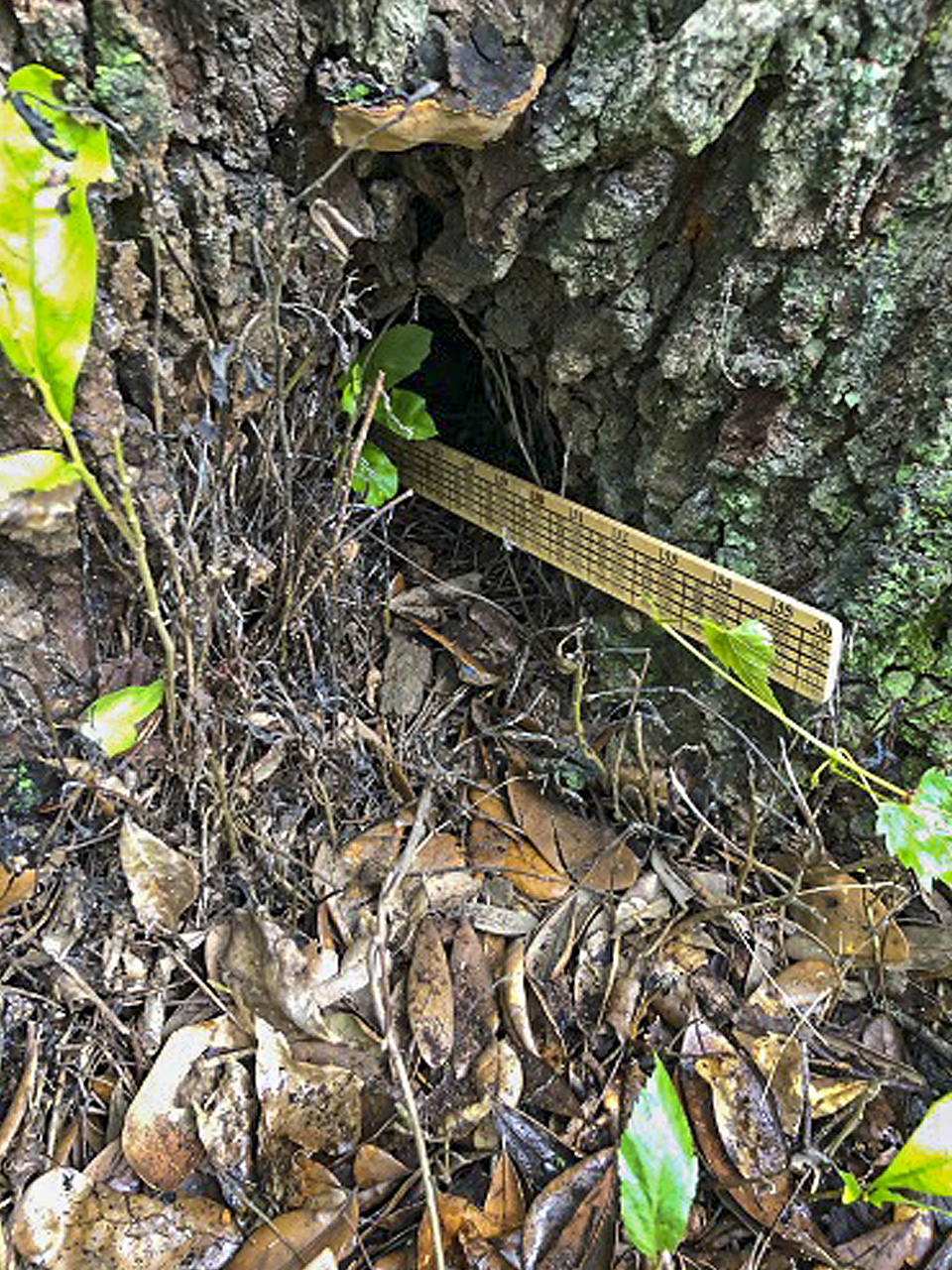 This cavity at the base of the tree looks small from the outside but is quite deep. Decay may have spread throughout the trunk and into the roots. A cavity this size may require an assessment by a certified arborist.