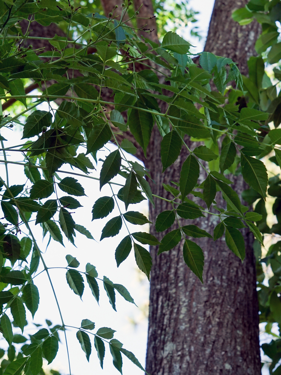 Chinaberry (Melia azedarach)