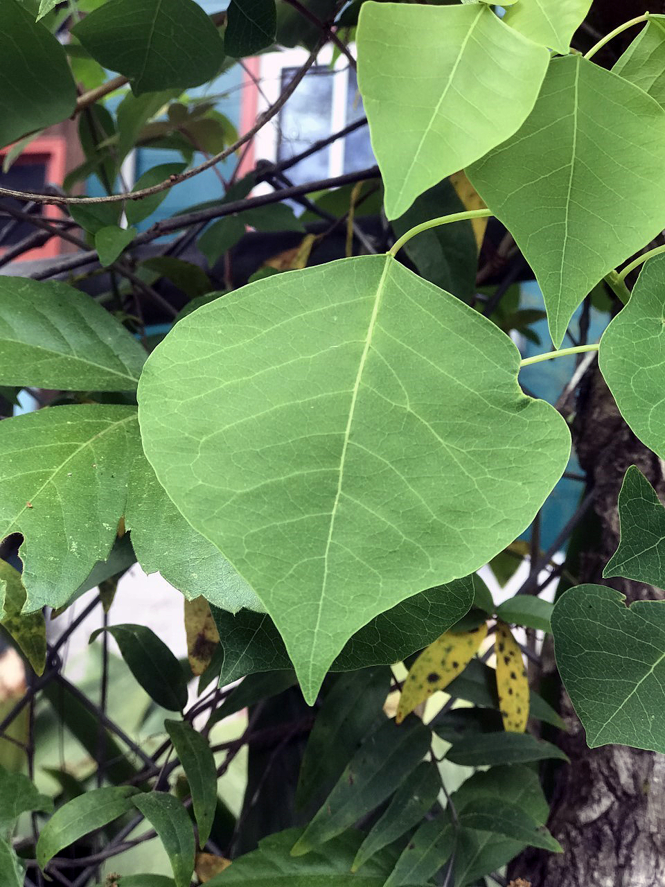 Chinese Tallow (Triadica sebifera)