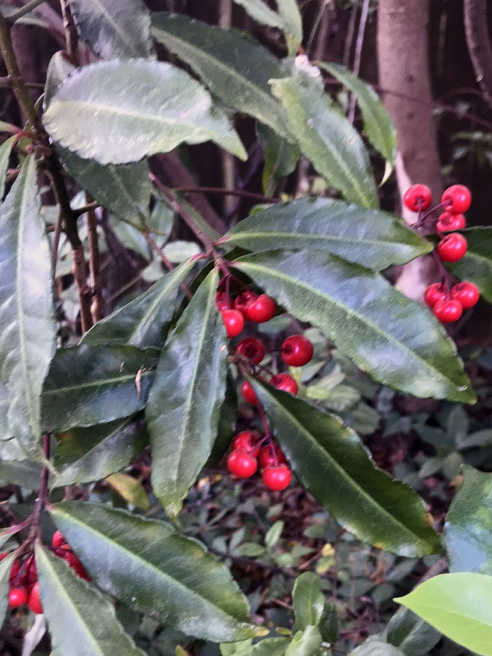 Coral Ardisia/Coral Berry (Ardisia crenata)