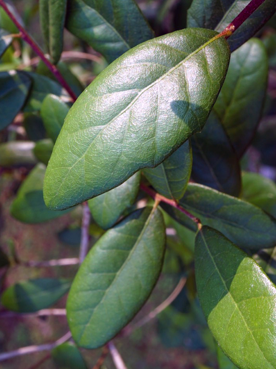 Southern Live Oak (Quercus virginiana)