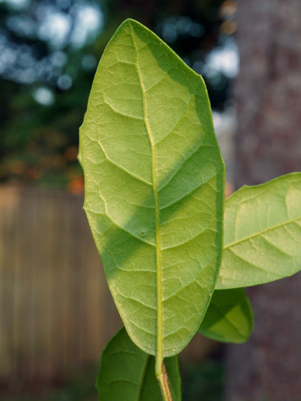 Southern Live Oak (Quercus virginiana)