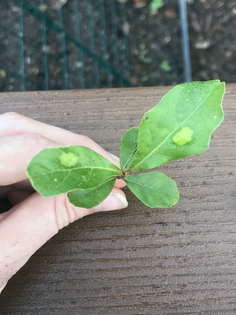 Water Oak (Quercus nigra)